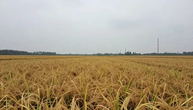 有机大米种植管理中的病虫害防控问题与处理方向